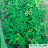 onde vende muda de grama amendoim Mauá onde vende muda de grama amendoim Mauá