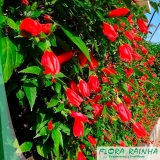 onde vende muda de hibisco Vila Leopoldina onde vende muda de hibisco Vila Leopoldina