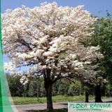 onde vende muda de ipê branco Jardim São Luiz onde vende muda de ipê branco Jardim São Luiz