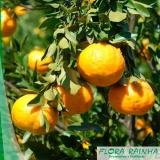 onde vende muda de laranja bahia Freguesia do Ó onde vende muda de laranja bahia Freguesia do Ó