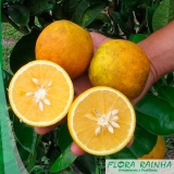onde vende muda de laranja lima Pari onde vende muda de laranja lima Pari