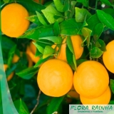 onde vende muda de laranja pera Itaim Paulista onde vende muda de laranja pera Itaim Paulista