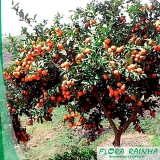 onde vende muda de limão rosa Campo Belo onde vende muda de limão rosa Campo Belo