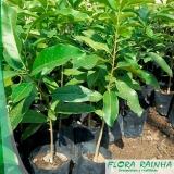 onde vende muda de peroba Taboão da Serra onde vende muda de peroba Taboão da Serra