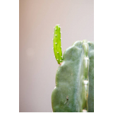 onde vende mudas de cactos Jacareí onde vende mudas de cactos Jacareí