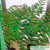 onde vende mudas de orquídeas Jd São joão onde vende mudas de orquídeas Jd São joão