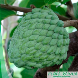 onde vende mudas de plantas frutíferas Parque Mandaqui onde vende mudas de plantas frutíferas Parque Mandaqui