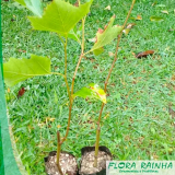 onde vende mudas de violetas Sorocaba onde vende mudas de violetas Sorocaba