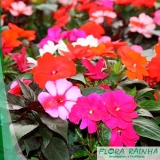 plantas de forração para jardim Carandiru plantas de forração para jardim Carandiru