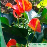 plantas de forração para jardins Santo Amaro plantas de forração para jardins Santo Amaro