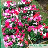 plantas rasteiras para forração de jardim Franco da Rocha plantas rasteiras para forração de jardim Franco da Rocha
