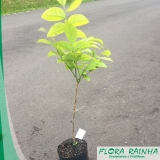 preço de muda de ipê amarelo Itatiba preço de muda de ipê amarelo Itatiba