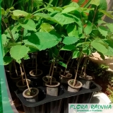 preço de muda de ipê roxo Pedreira preço de muda de ipê roxo Pedreira