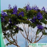 preço de muda de jacarandá Jardim Monte Verde preço de muda de jacarandá Jardim Monte Verde