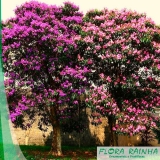 preço de muda de quaresmeira Marília preço de muda de quaresmeira Marília