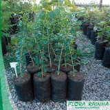preço de mudas de acerola Itaquaquecetuba preço de mudas de acerola Itaquaquecetuba