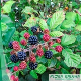preço de mudas de amora Jardim Ângela preço de mudas de amora Jardim Ângela