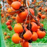 preço de mudas de caqui Suzano preço de mudas de caqui Suzano