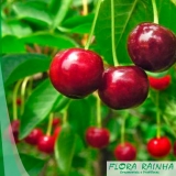 preço de mudas de cereja Jandira preço de mudas de cereja Jandira