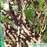 qual o melhor adubo para jabuticaba Alto da Lapa qual o melhor adubo para jabuticaba Alto da Lapa