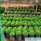 qual o melhor fertilizante para jardinagem Poá qual o melhor fertilizante para jardinagem Poá