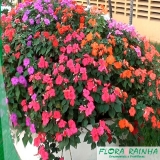 qual o valor da muda de impatiens Jardim Europa qual o valor da muda de impatiens Jardim Europa