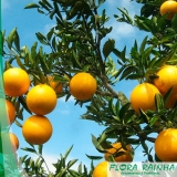 qual o valor de muda de laranja bahia Cachoeirinha qual o valor de muda de laranja bahia Cachoeirinha