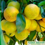 qual o valor de muda de laranja champanhe Itaim Paulista qual o valor de muda de laranja champanhe Itaim Paulista