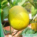 qual o valor de muda de laranja seleta Vila Mazzei qual o valor de muda de laranja seleta Vila Mazzei