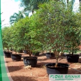 quanto custa a muda de jabuticaba Barueri quanto custa a muda de jabuticaba Barueri