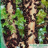 quanto custa a muda frutífera de jabuticaba paulista Jaguaré quanto custa a muda frutífera de jabuticaba paulista Jaguaré