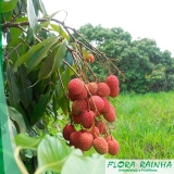 quanto custa a muda frutífera de lichia Vila Sônia quanto custa a muda frutífera de lichia Vila Sônia