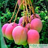 quanto custa a muda frutífera de manga Engenheiro Goulart quanto custa a muda frutífera de manga Engenheiro Goulart