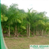 quanto custa muda de palmeira pupunha Ferraz de Vasconcelos quanto custa muda de palmeira pupunha Ferraz de Vasconcelos