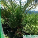 quanto custa muda de palmeira tamareira Perdizes quanto custa muda de palmeira tamareira Perdizes