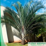 quanto custa muda de palmeira triangular Jardim Monte Verde quanto custa muda de palmeira triangular Jardim Monte Verde