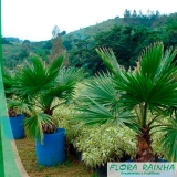 quanto custa muda de palmeira washingtônia Vila Matilde quanto custa muda de palmeira washingtônia Vila Matilde