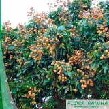 quero comprar muda de longana Campo Belo quero comprar muda de longana Campo Belo