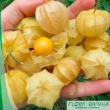 quero comprar muda de physalis Perdizes quero comprar muda de physalis Perdizes