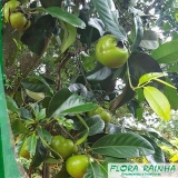 quero comprar muda de sapoti Mauá quero comprar muda de sapoti Mauá