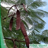 Mudas de árvores Mudas de árvores