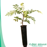 valor da muda de jacarandá Guararema valor da muda de jacarandá Guararema