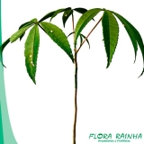 valor da muda de paineira Carapicuíba valor da muda de paineira Carapicuíba