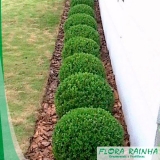 valor muda de buchinho Jardim Europa valor muda de buchinho Jardim Europa