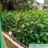 valor muda de hibisco Vila Mariana valor muda de hibisco Vila Mariana