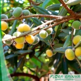 venda de muda de cabeludinha Vila Dalila venda de muda de cabeludinha Vila Dalila