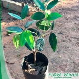 venda de muda de cambucá Sapopemba venda de muda de cambucá Sapopemba