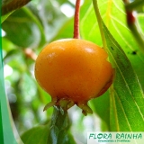 venda de muda de guabiroba Itaim Bibi venda de muda de guabiroba Itaim Bibi