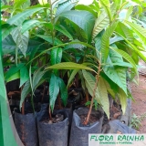 venda de muda de mamey Cidade Jardim venda de muda de mamey Cidade Jardim