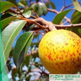 venda de muda de mangaba Cesário Lange venda de muda de mangaba Cesário Lange